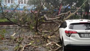 Pohon tumbang akibat angin kencang yang menerjang Kota Malang Jawa Timur